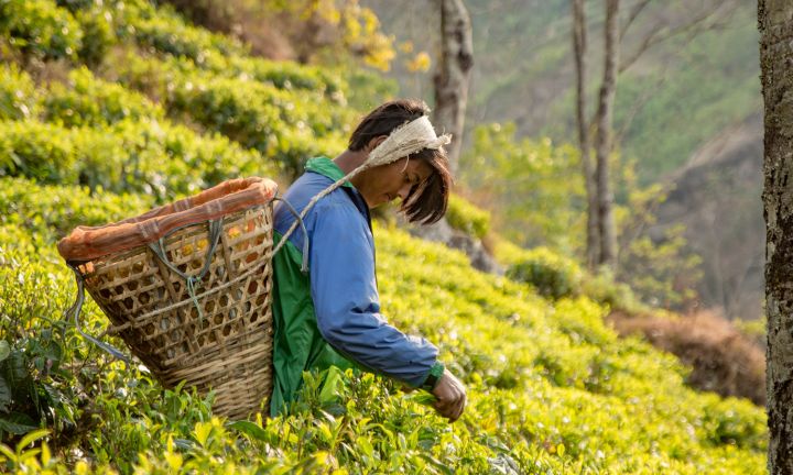 Nepal-Tea-Featured.jpg