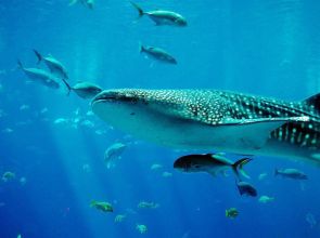 Adventure with whale sharks in South Africa